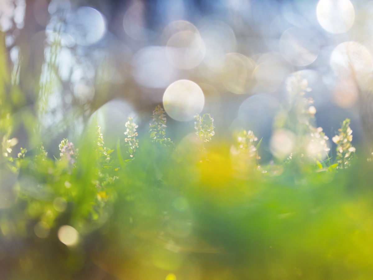 Frühlingsgeküsste Seele